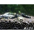 ブラックカオス（Galaxy Fishborn）　２ペア＝４匹