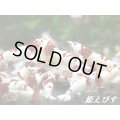 【新ミドルネーム個体登場！！】レッドビーシュリンプ【紅帥：Kousui】　１０匹セット