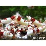 【新ミドルネーム個体登場！！】レッドビーシュリンプ【紅帥：Kousui】　３ペア＝６匹　