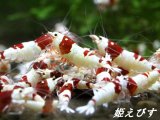 【新ミドルネーム個体登場！！】レッドビーシュリンプ【紅帥：Kousui】　３ペア＝６匹　