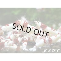 【新ミドルネーム個体登場！！】レッドビーシュリンプ【紅帥：Kousui】　１０匹セット