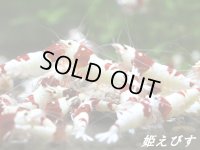 【新ミドルネーム個体登場！！】レッドビーシュリンプ【紅帥：Kousui】　１０匹セット