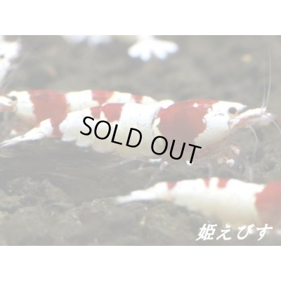 画像3: 【新ミドルネーム個体登場！！】レッドビーシュリンプ【紅帥：Kousui】　１０匹セット