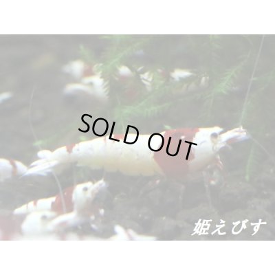 画像4: 【新ミドルネーム個体登場！！】レッドビーシュリンプ【紅帥：Kousui】　１０匹セット