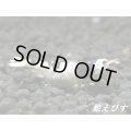 ブラックビーシュリンプ　抱卵ペア＝２匹＜青髭血統＞