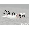 レッドビーシュリンプ【復活海老の貴婦人】　抱卵ペア＝２匹＜種親水槽からの出品＞