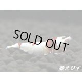 レッドビーシュリンプ【復活海老の貴婦人】　抱卵ペア＝２匹＜種親水槽からの出品＞