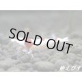 ＜チャンス！価格変動5800→4500円＞レッドビーシュリンプ【復活海老の貴婦人】　即戦力ペア＝２匹＜種親水槽からの出品＞