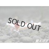 ＜チャンス！価格変動5800→4500円＞レッドビーシュリンプ【復活海老の貴婦人】　即戦力ペア＝２匹＜種親水槽からの出品＞