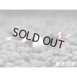 【姫えびす血統】レッドシャドー・ルージュ　抱卵ペア＝２匹　[色乗り抜群！黒墨ボディー！！]