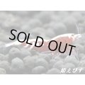 ＜チャンス！価格変動7500→6000円＞＜出品数少ない！＞レッドタイガーバックライン　ペア＝２匹