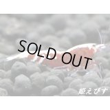 ＜チャンス！価格変動7500→6000円＞＜出品数少ない！＞レッドタイガーバックライン　ペア＝２匹
