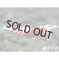 SARASA　Tiger（サラサタイガー）　赤勝ちペア＝２匹