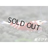 SARASA　Tiger（サラサタイガー）　赤勝ちペア＝２匹