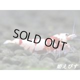 SARASA　Tiger（サラサタイガー）白勝ち抱卵ペア＝２匹
