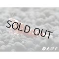 ＜出品数少ない！＞レッドタイガーバックライン　抱卵ペア＝２匹