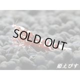 ＜出品数少ない！＞レッドタイガーバックライン　抱卵ペア＝２匹
