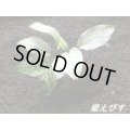 アヌビアスｓｐ．ホワイトナナ斑入り（流木付）