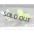 ＜形状おまかせ＞流木付　アヌビアスｓｐ．ホワイトナナ斑入り　＆　ゴールデンナナ　１個ずつ（合計２個）