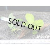 ＜形状おまかせ＞流木付　アヌビアスｓｐ．ホワイトナナ斑入り　＆　ゴールデンナナ　１個ずつ（合計２個）