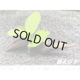 ＜形状おまかせ＞流木付　アヌビアスｓｐ．ゴールデンナナ　（１個）
