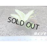 ＜形状おまかせ＞流木付　アヌビアスｓｐ．ホワイトナナ斑入り　（１個）