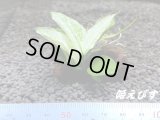＜形状おまかせ＞流木付　アヌビアスｓｐ．ホワイトナナ斑入り　（１個）