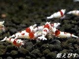 ＜送料無料!!＞レッドビーシュリンプ[日の丸ｏｒ進入禁止柄]　３ペア＝６匹　国産ブリードのみ！！