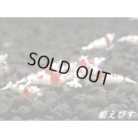 ＜送料無料!!＞レッドビーシュリンプ[日の丸ｏｒ進入禁止柄]　１０匹　国産ブリードのみ！！