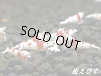 ＜送料無料!!＞レッドビーシュリンプ[日の丸ｏｒ進入禁止柄]　１０匹　国産ブリードのみ！！