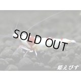 レッドビーシュリンプ【復活海老の貴婦人】　種親ペア＝２匹　（必見！エナメル光沢のオススメ♂です！！）