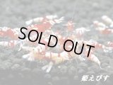 SARASA　Tiger（サラサタイガー）若個体５匹セット