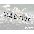 BLACK SARASA Tiger（ブラックサラサタイガー）若個体４匹セット（姫えびすチョイスにて掬います！）