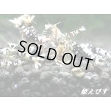 BLACK SARASA Tiger（ブラックサラサタイガー）若個体４匹セット（姫えびすチョイスにて掬います！）