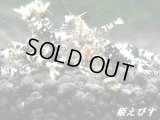 BLACK SARASA Tiger（ブラックサラサタイガー）若個体４匹セット（姫えびすチョイスにて掬います！）