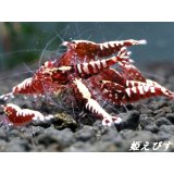 レッドカオス-Ｆｉｓｈｂｏｒｎ　４匹セット
