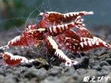 レッドカオス-Ｆｉｓｈｂｏｒｎ　４匹セット