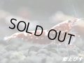 Red Galaxy Fishborn（レッドカオスからの作出です）　ペア＝２匹