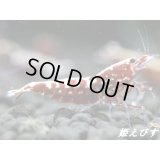 Red Galaxy Fishborn（レッドカオスからの作出です）　ペア＝２匹