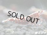 Red Galaxy Fishborn（レッドカオスからの作出です）　ペア＝２匹