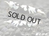 ブラックファンシーＳＰ．”Ｂｌａｃｋ　Ｗｉｎｇ（ブラックウイング）ＴｙｐｅI”　抱卵含む２ペア＝４匹