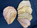 沖縄県産無農薬　マジックリーフ（１袋：５枚入り）　