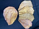 沖縄県産無農薬　マジックリーフ（１袋：５枚入り）　