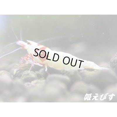画像5: レッドビーシュリンプ【緋桜：Akezakura】　（モスラ）　♀１匹　＝殻厚＝