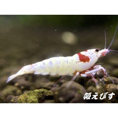 画像4: レッドビーシュリンプ【緋桜：Akezakura】　（モスラ）　ペア＝２匹　＜殻厚＞