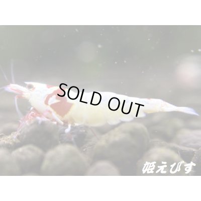 画像4: レッドビーシュリンプ【緋桜：Akezakura】　（モスラ）　♀１匹　＝殻厚＝