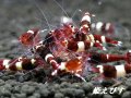 国産ブリード レッドシャドー　若個体５匹セット