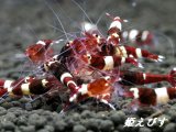 国産ブリード レッドシャドー　若個体５匹セット