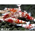 SARASAタイガー　３ペア＝６匹　（ミドルグレード以上の個体群より掬います！）