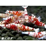 SARASAタイガー　３ペア＝６匹　（ミドルグレード以上の個体群より掬います！）